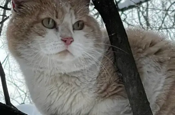 Найдена кошка в Битцевском лесу, Чертаново. Телефон для связи: 89687252723