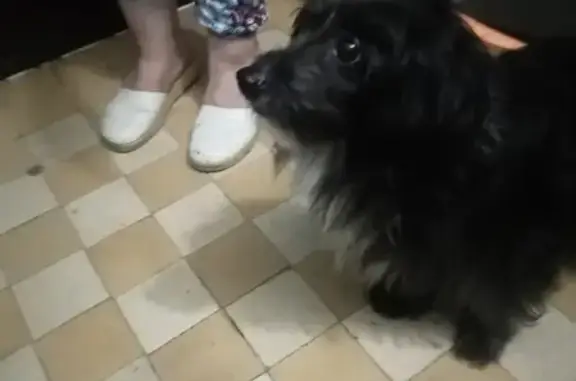 Найдена собака Кобель на Берёзовской, 63А (Н. Новгород)