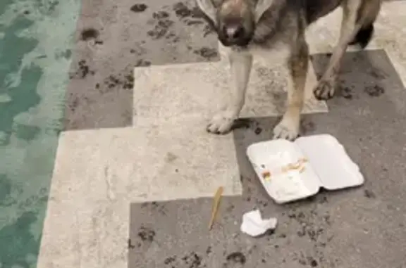 Найдена собака на подземной парковке у мега Дыбенко