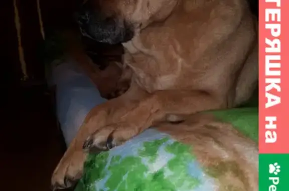 Найдена собака на заправке в Конаково