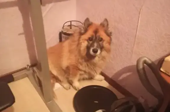 Собаки потеряшки, Санкт-Петербург, фото: Потеряшка собака Мася на Кубинской улице