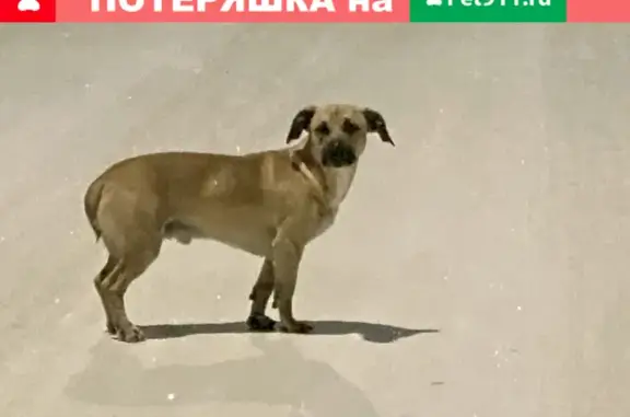 Найден домашний пёс в Солнечном, Иркутск