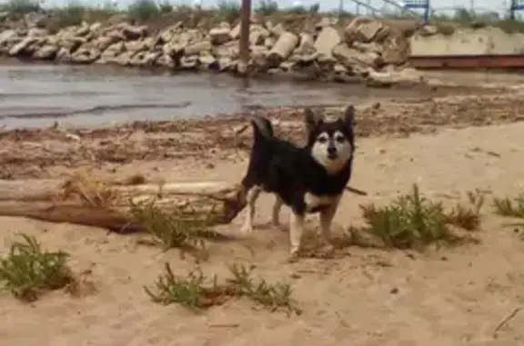 Собаки потеряшки, Ульяновск, фото: Потеряшка собака на Ульяновском проспекте