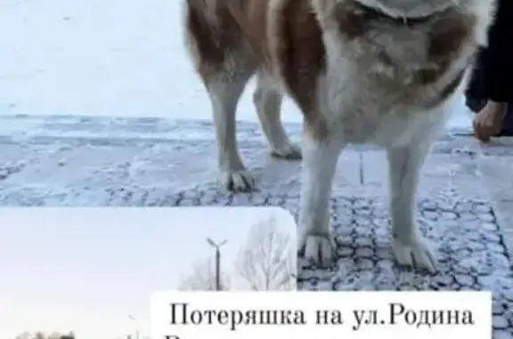 Собака найдена на проезде Шейнкмана, 12 в Казани
