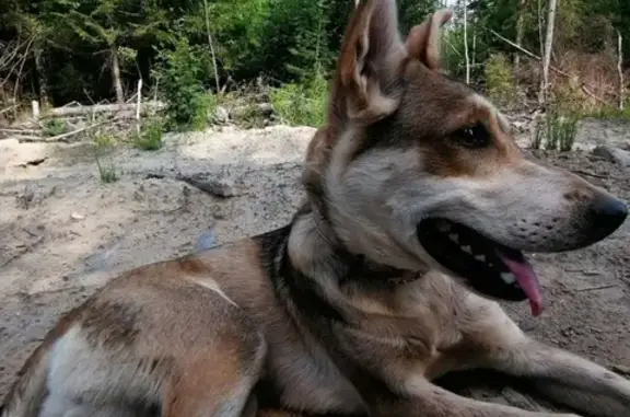 Собаки потеряшки, Санкт-Петербург, фото: Потеряшка собака по кличке 