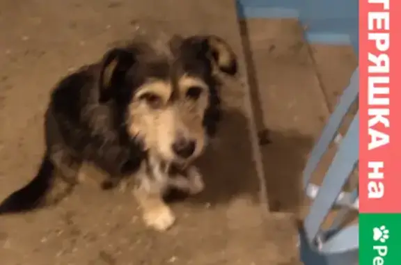 Найдена дружелюбная собака в Костроме