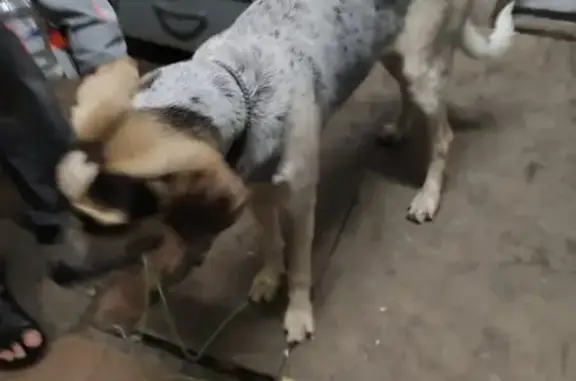 Собака найдена у Спасских ворот в Москве