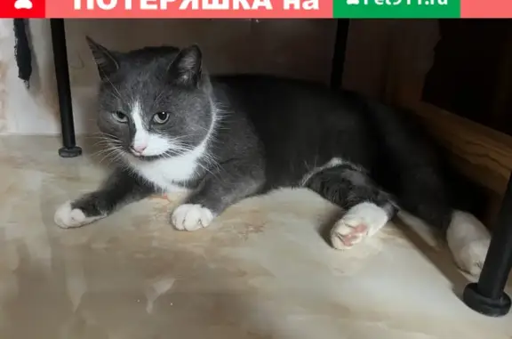 Кошка найдена в Ащерино на Центральной улице, 21