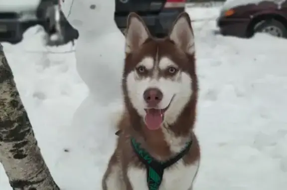 Собаки потеряшки, Санкт-Петербург, фото: Потеряшка хаски Север на ул. Димитрова, СПб