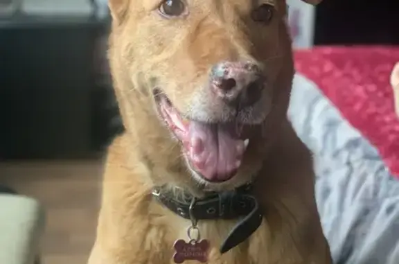 Собаки потеряшки, Санкт-Петербург, фото: Потеряшка собака Алиса на пр. Королёва, СПб