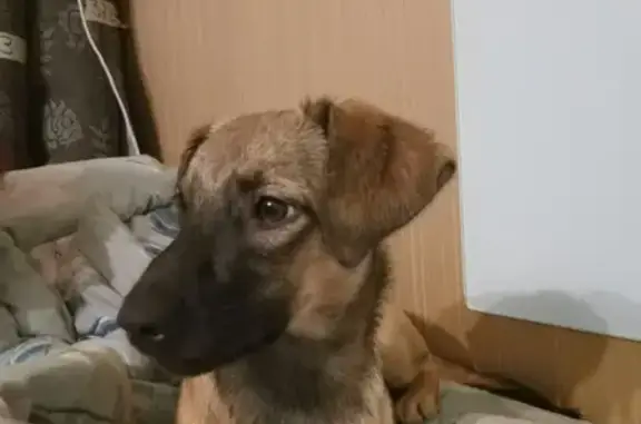 Собаки потеряшки, Санкт-Петербург, фото: Потеряшка собака Астра на ул. Белы Куна, 3, Фрунзенский район