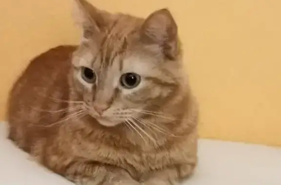 Кошки потеряшки, Санкт-Петербург, фото: Потеряшка рыжий кот на Мытнинской улице, СПб