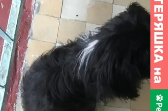 Найдена собака на ул. Глеба Успенского, Нижний Новгород