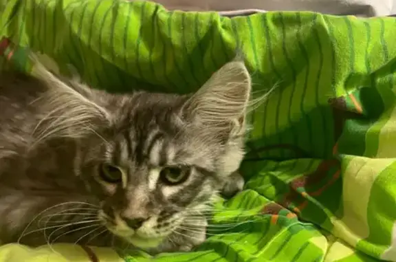 Кошки потеряшки, Санкт-Петербург, фото: Потеряшка кошка на Новолитовской, 5 в СПб