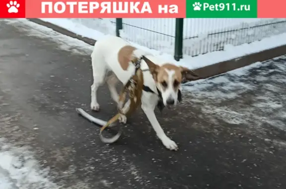 Найдена собака на Уральской, д.6, корп.1