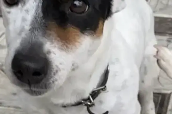 Собаки потеряшки, , фото: Потеряшка собака Тео в Нальчике, Россия.