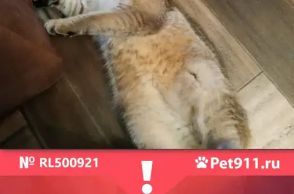 Кошки потеряшки, Ульяновск, фото: Потеряшка кошка Шотландец на Первомайской, 31 в Ульяновске