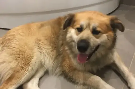 Собака найдена в Московском: ищем хозяев