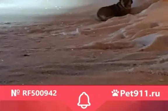 Найдена коротконогая собака возле Павлово Подворья