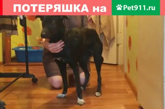 Собака найдена на ул. Конева, Белгород