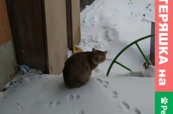 Найдена ухоженная кошка у подъезда на Льва Шатрова, 35
