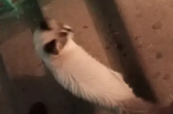Найдена кошка в подвале на Стефановской площади, Сыктывкар
