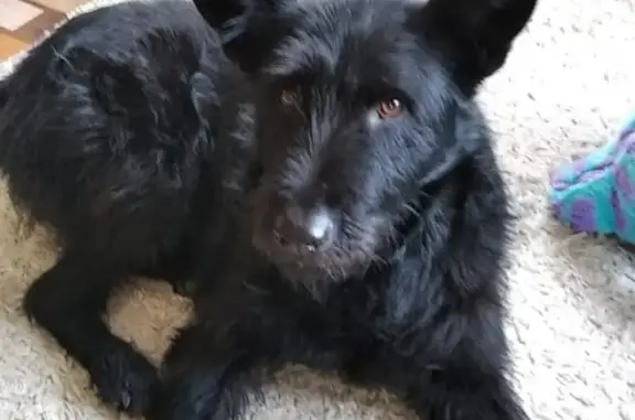 Пропала собака в Ростовской области, станица Грушевская, чёрный бородатик!