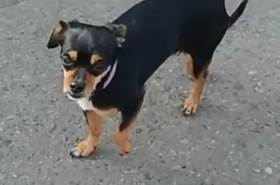 Найдена собака в Адлере: той-терьер с розовым ошейником, контакты внутри.