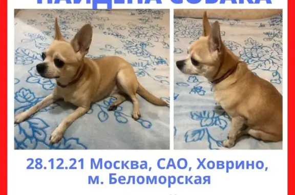 Найдена собака на Беломорской улице, Москва