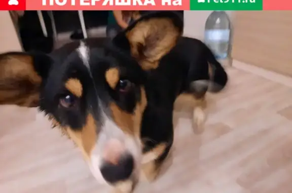 Собака найдена на ул. Куйбышева, Челябинск