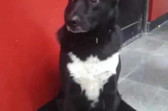 Собака найдена на Метро Мичуринском проспекте, Москва