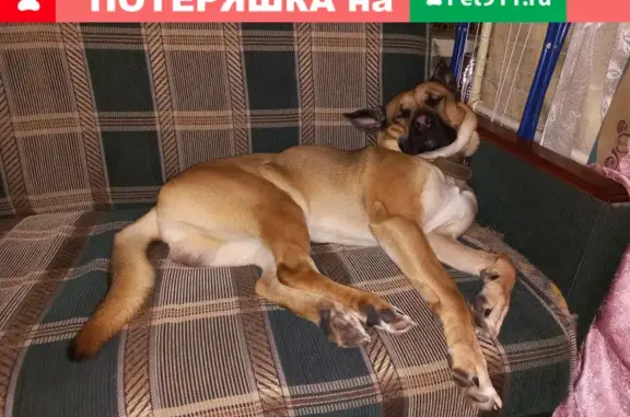 Пропала собака на Первомайской, Щёлково