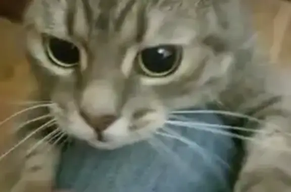 Кошки потеряшки, Санкт-Петербург, фото: Потеряшка кошка Тася на Новочеркасском пр-те 46, СПб