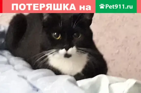 Пропала кошка Кася на Садовой, 43 в Новозыбкове