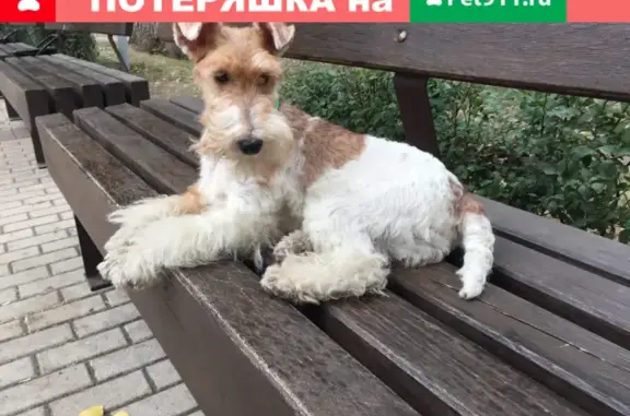 Пропала собака по адресу ул.Артамонова 38, Воронеж