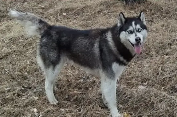 Собаки потеряшки, Томск, фото: Потеряшка собака Юки на ул. Академика Сахарова, 34 с1, Томск