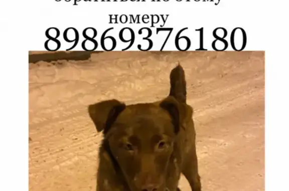 Найдена ласковая собака шоколадного цвета на Ново-Казанской, 14 в Пензе