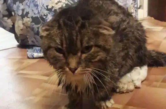 Найден домашний кот на улице 9-й Гвардейской Дивизии, 13 в Новосибирске