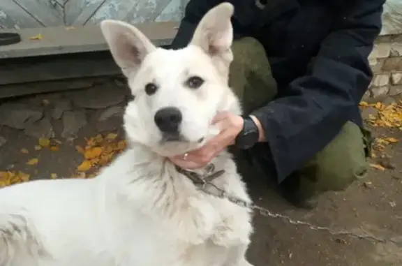 Пропала собака Бим на улице Соревнования, Нижний Тагил
