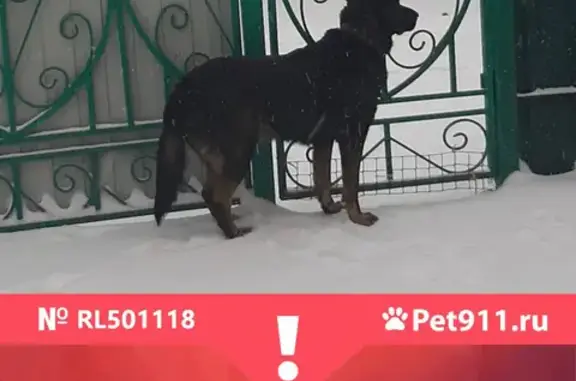 Пропала собака Джек в Наро-Фоминске, вознаграждение гарантировано.