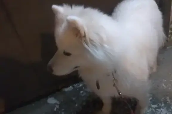 Собака на ул. Тельмана, 20 в Красноярске найдена.