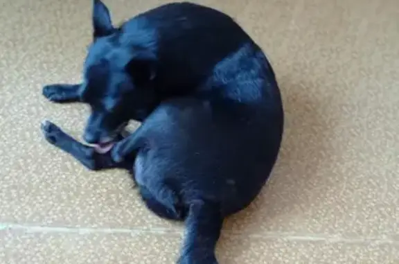 Собаки потеряшки, Томск, фото: Потеряшка собака Бобби на Киевской, Томск