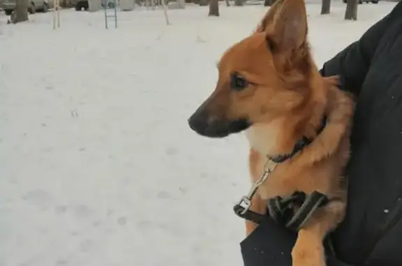 Найдена собака Мартик, ищет дом на улице Ленина, Омск