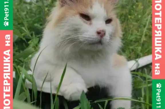 Пропала пушистая кошка в Новосиньково