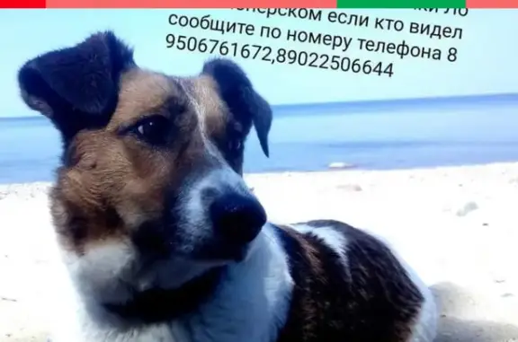 Пропала собака Лола в Пионерском, Калининградская область