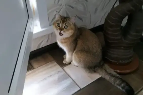 Кошки потеряшки, Ульяновск, фото: Потеряшка кот на пр. Ливанова, Ульяновск