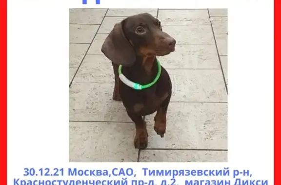 Собака найдена: Красностуденческий пр-д, д.2, Москва