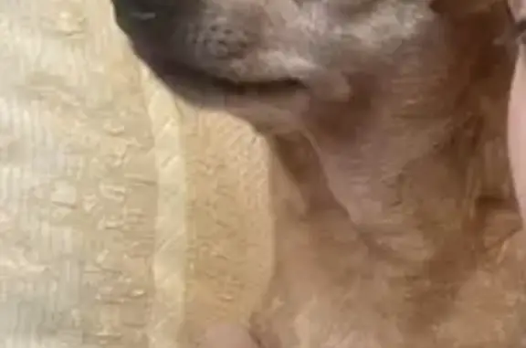 Собаки потеряшки, Калининград, фото: Потеряшка собака на Ракитной улице, Калининград