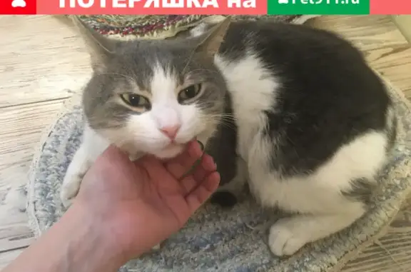 Найдена кошка на улице Юфимцева, Ростов-на-Дону