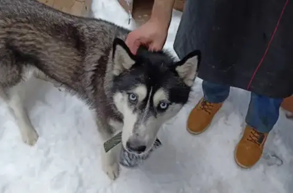 Найдена собака возле ТРЦ Пирамида на Краснознаменской, 9